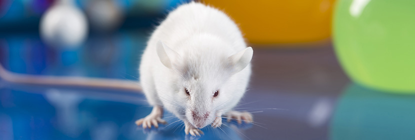 急性經(jīng)皮毒性試驗