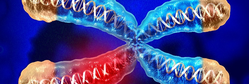 消毒劑細胞染色體畸變試驗