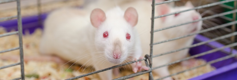 化妝品細菌回復突變試驗